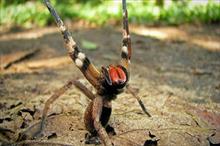 Loài nhện độc nhất thế giới giúp quý ông hết yếu sinh lý hơn cả Viagra